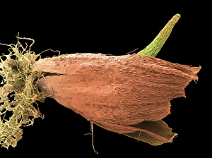 Seedling Growth Stages Drucke: Germinating grass seed, SEM
