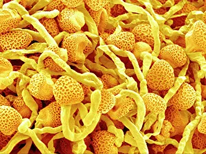 Drucke von Die Keimung von Lilienpollen. Farbige Rastertonmikroskopaufnahme (SEM) der Pollenschalen einer Lilie-Liliumsp.(Lilium sp.)-Pollenkörner, die sich in Polensäulen verwandelt haben Bilder Datiert 2007 März: Keimende Narzissen-Pollen im SEM
