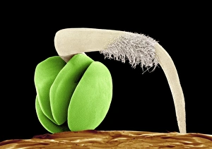 Seedling Growth Stages Drucke: Germinating red chard seed, SEM
