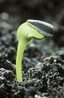 Helianthus Annuus Pictures Drucke: Germinating sunflower seed