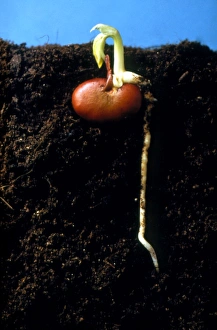 Seedling Growth Stages Drucke: Germination of the broad bean