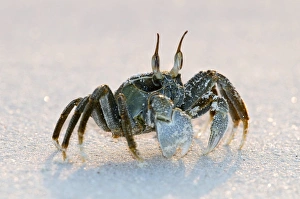 Sandy Shores Drucke: Ghost crab on sand