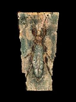 Insect Camouflage Techniques Drucke: Ghost insect