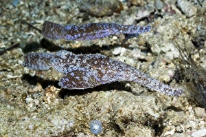 Reef Dwelling Fish Drucke: Ghost pipefish