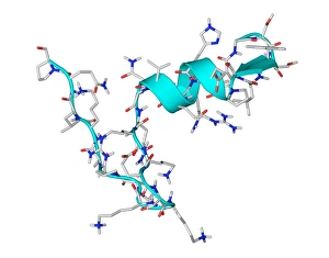 Drucke von Ghrelins Hormonmolekül. Computermodell zeigend die Kristallstruktur des menschlichen Hormons Ghrelin Bilder Datiert 2009 Oktober: Ghirellins Hormonmolekül