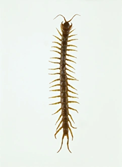 Drucke von Der Riesen Centipede (Scolopendra sp.). Stammend aus Südamerika ist dies eine der größten Arten des Centipedes und erreicht Längen von über 20 Zentimetern Bilder Datiert 2003 April: Riesen Centipede