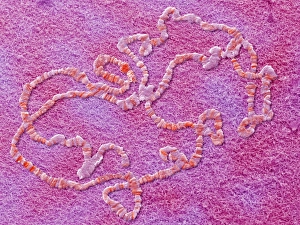 DNA Replication Process Drucke: Giant chromosomes, SEM