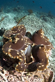 Giant Clam Drucke: Giant clam