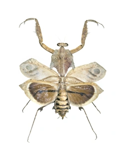 Malaysian Wildlife Photos Drucke: Giant dead leaf mantis
