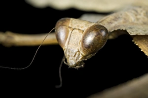 Southeast Asian Insects Drucke: Giant dead leaf mantis head