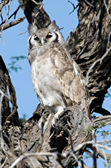Drucke von Großer Schreiadler (Bubo lacteus) in einem Baum. Diese Eule bewohnt Wälder und Grasländer nahe Flüssen und Seen in Afrika unterhalb der Sahara Bilder Datiert 2011 Juli: Rieseneule.