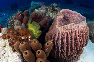 Bony Fish Underwater Photos Drucke: Giant frogfish
