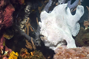 Indonesian Ocean Creatures Drucke: Giant frogfish on a reef