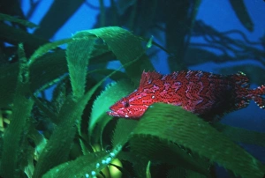 Kelp Forest Marine Life Drucke: Giant kelpfish