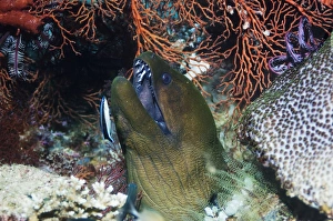 Moray Eel Species Drucke: Giant moray eel