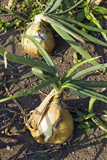 Vegetable Garden Cultivation Drucke: Giant onions