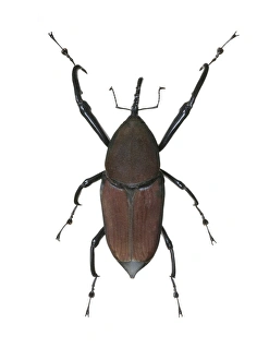 Drucke von Riesenpalmenwespe (Macrochirus praetor). Dieser Probenstück stammt aus Thailand Bilder Datiert 2011 Oktober: Riesenpalmenwespe