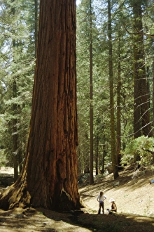 Sequoiadendron Giganteum Drucke: Giant sequoia