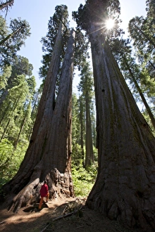 Sequoiadendron Giganteum Drucke: Giant sequoia trees