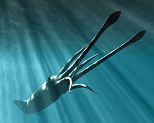 Drucke von Der Riesenkraken (Architeuthis sp.). Dieser Meerwesen ist Gegenstand von Mythen und Legenden seit mehr als zwei tausend Jahren Bilder Datiert 2004 November: Riesenkraken
