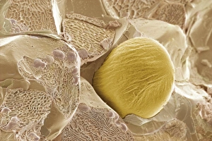 Scanning Electron Micrograph Drucke: Ginger, SEM