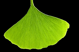 Ginkgo Biloba Drucke: Ginkgo leaf, computer artwork