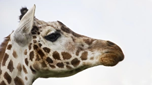Ugandan Wildlife Drucke: Giraffe