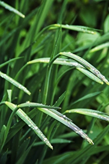 Garden Macro Photography Drucke: Gladiolus buds