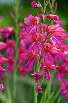 Mediterranean Flora Drucke: Gladiolus communis