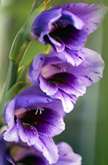 Flower Photography Drucke: Gladiolus sp