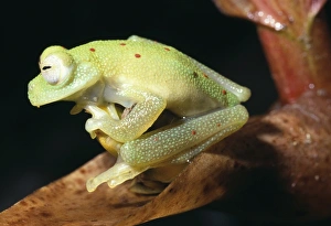 South American Frogs Drucke: Glass frog