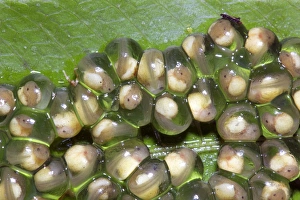 Ecuadorian Rainforest Animals Drucke: Glass frog eggs