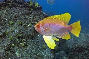 Aquatic Animal Pictures Drucke: Glasseye fish