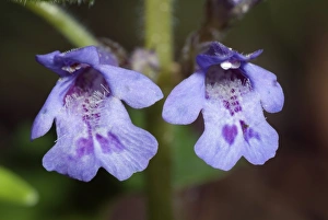 Herbaceous Perennial Plants Drucke: Glechoma hirsuta