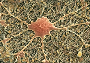 Scanning Electron Microscopy Images Drucke: Glial cells, SEM