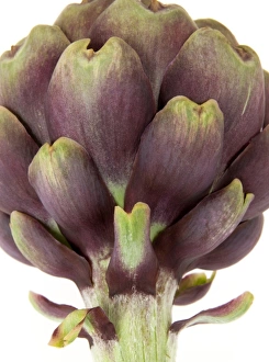 Globe Artichoke Drucke: Globe artichoke