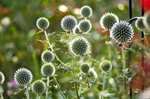 Blue Globe Thistle Drucke: Globe Thistle (Echinops ritro)