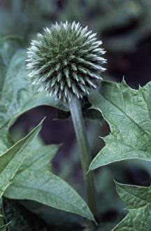 Veitks blaues Globenachsel