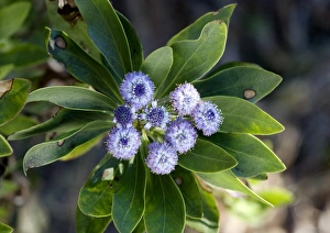 Spanish Wildflowers Drucke: Globularia flowers