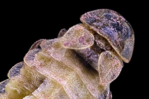 Bilder Datiert 31. Oktober 2012: Glow-worm