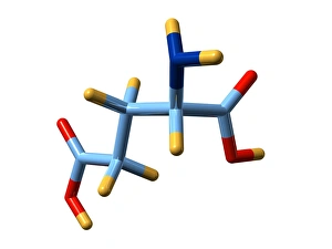 Amino Acid Structure Drucke: Glutamic acid, molecular model
