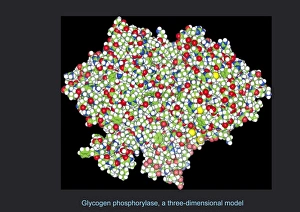 Zuckerphosphorylasen, molekularer Modell