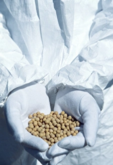 Soybean Nutrition Facts Drucke: GM soya beans