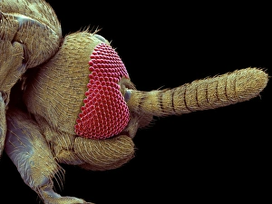 Compound Eye Structure Drucke: Gnat head, SEM