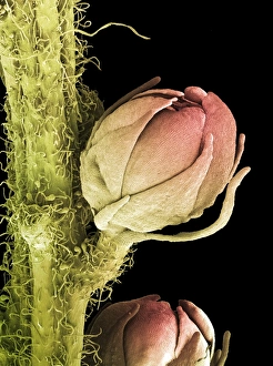 Scanning Electron Micrograph Of Flowers Drucke: Goats beard flower, SEM