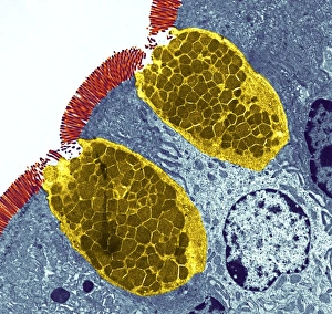 Drucke von Gobletzellen. Farbige Transmissionelektronenmikroskopaufnahme (TEM) einer Schnittstelle durch Gobletzellen in der Schleimhaut des Darmes, Teil des Verdauungstrakts. Sie sind voller Mucus (gelb) Bilder Datiert 2005 Juni: Kuppelzellen