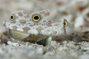Indonesian Marine Life Drucke: Goby camouflaged on sand