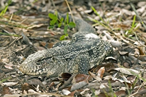 Tropical Lizard Species Drucke: Gold tegu