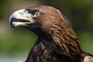 Large Bird Of Prey Drucke: Golden eagle