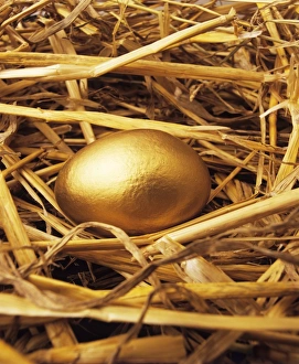 Drucke von Goldener Ei. Konzeptionelles Bild eines Nestes mit einem goldenen Ei. Der goldene Ei erscheint in einer Aesops Fabel und warnt vor der Gefahr des Übergriffs auf die Greiflust Äsop Drucke: Goldene Ei